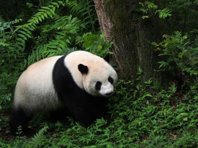 Giant pandas at the Chengdu Panda Base are being let out for some fresh air