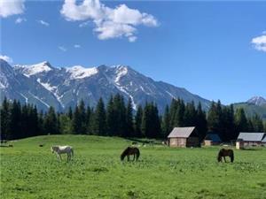 Altay grassland in Xinjiang with grazing horses, wooden cabins, green meadows, and snow-capped mountains