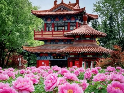 Blooming peonies and ancient Chinese pavilion during Luoyang Peony Festival