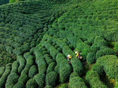 Farmers picking fresh tea leaves in rolling Longjing tea fields, Hangzhou West Lake area