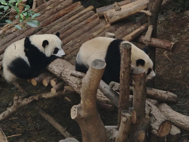 Two giant pandas relaxing on log playframe in panda breeding base