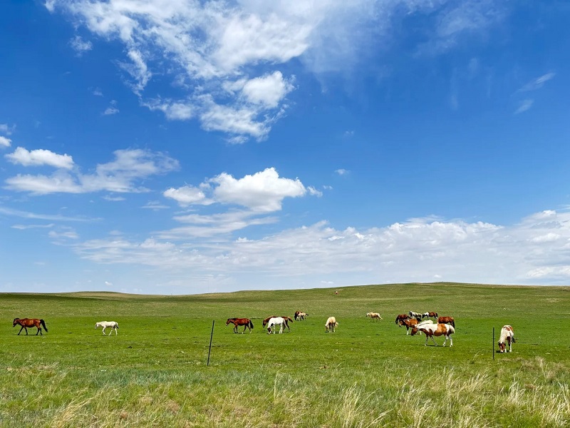 Horses grazing on wide Xilamuren grassland under bright blue sky, Inner Mongolia China