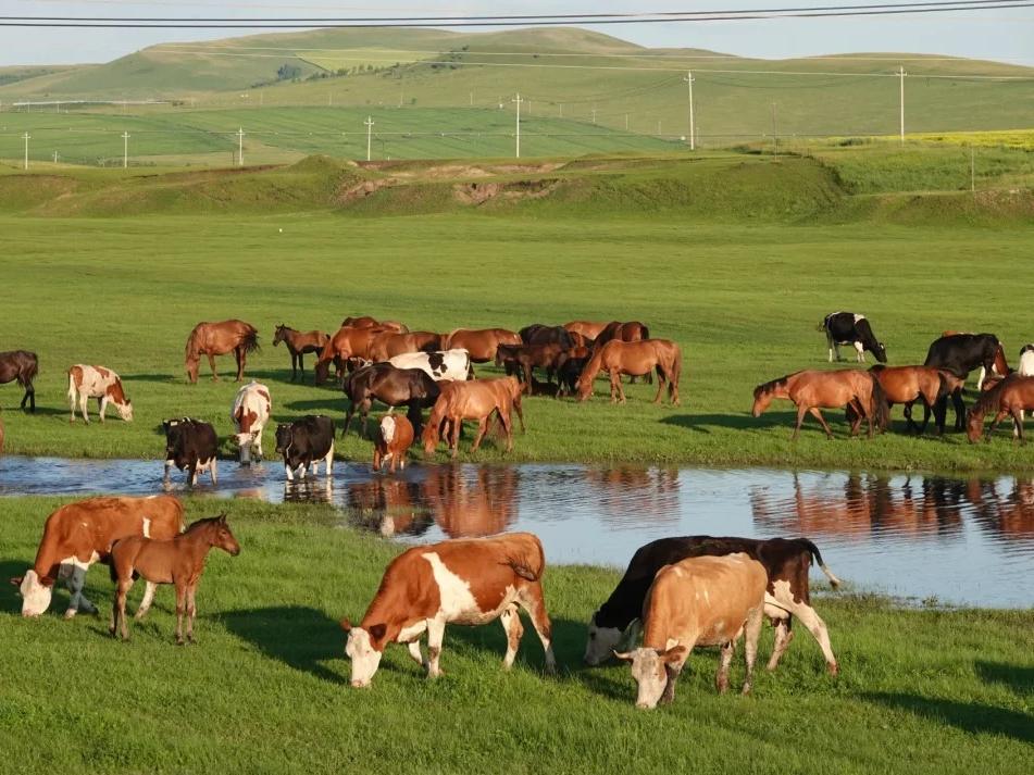 Cattle and horses grazing by small river on vast green Inner Mongolia grassland, rolling hills in background