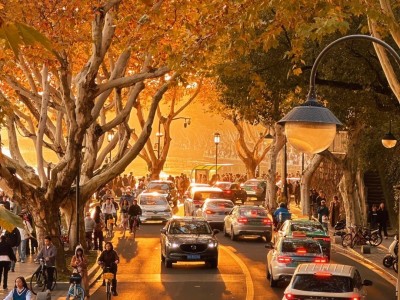 Golden autumn avenue lined with plane trees at West Lake Hangzhou in sunset glow