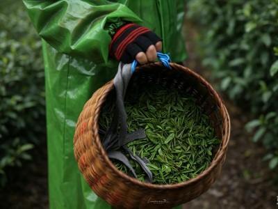 Workers picked a basket full of tea leaves on a rainy day Workers picked a basket full of tea leaves on a rainy day