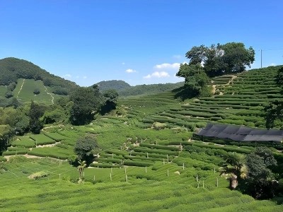 Layered green Longjing tea hills with bright sky and scattered trees