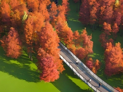 Autumn Metasequoia Forest Qingshan Lake Hangzhou