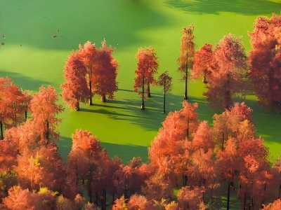 Fall Scenery of Qingshan Lake Water Forest