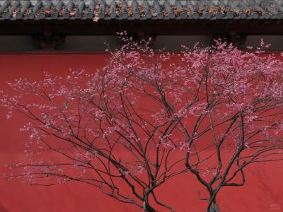 Plum blossoms under the red walls of Deshou Palace