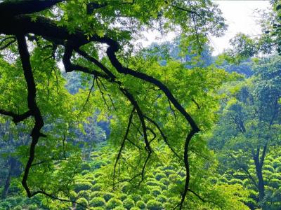 The mountains and plains of Jiuxi Eighteen Streem are covered in lush green scenery