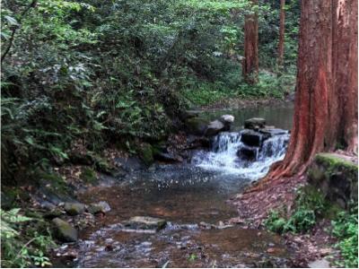 The large banyan tree by the stream