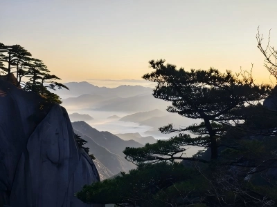 Huangshan Mountain Sunrise Sea of Clouds & Pine Trees