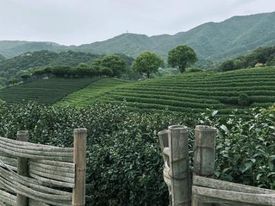 The tranquil atmosphere of the tea mountain after the rain
