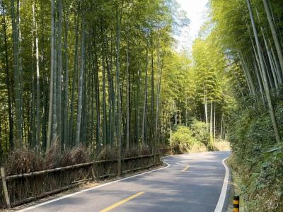 Moganshan Bamboo Forest Road