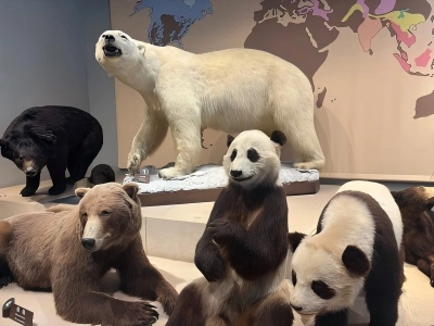 Bear Specimen Exhibition Hall at Shanghai Natural History Museum