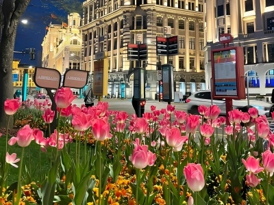 Spring Tulips along The Bund Street