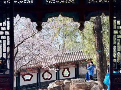 pring Peach Blossoms and Garden View at the Summer Palace Beijing