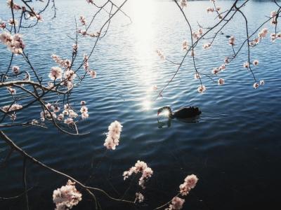 Black Swan and Peach Blossoms on Kunming Lake at the Summer Palace Beijing