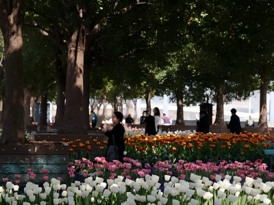 Colorful tulip flower bed under big trees, visitors sightseeing in city park