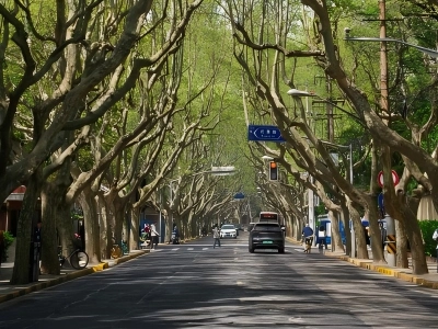 Tree Tunnel Street in Shanghai