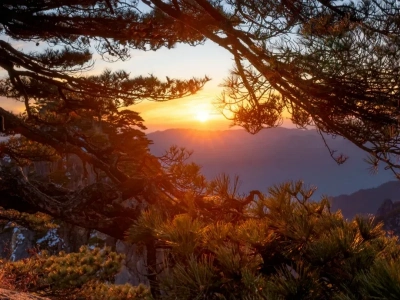 Huangshan sunrise framed by ancient pine branches