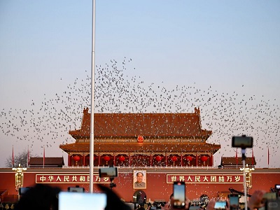 White doves on Tiananmen Square at dawn