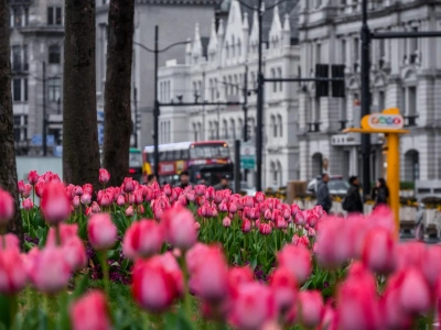 Shanghai Spring Tulip Flowers Shanghai Spring Tulip Flowers