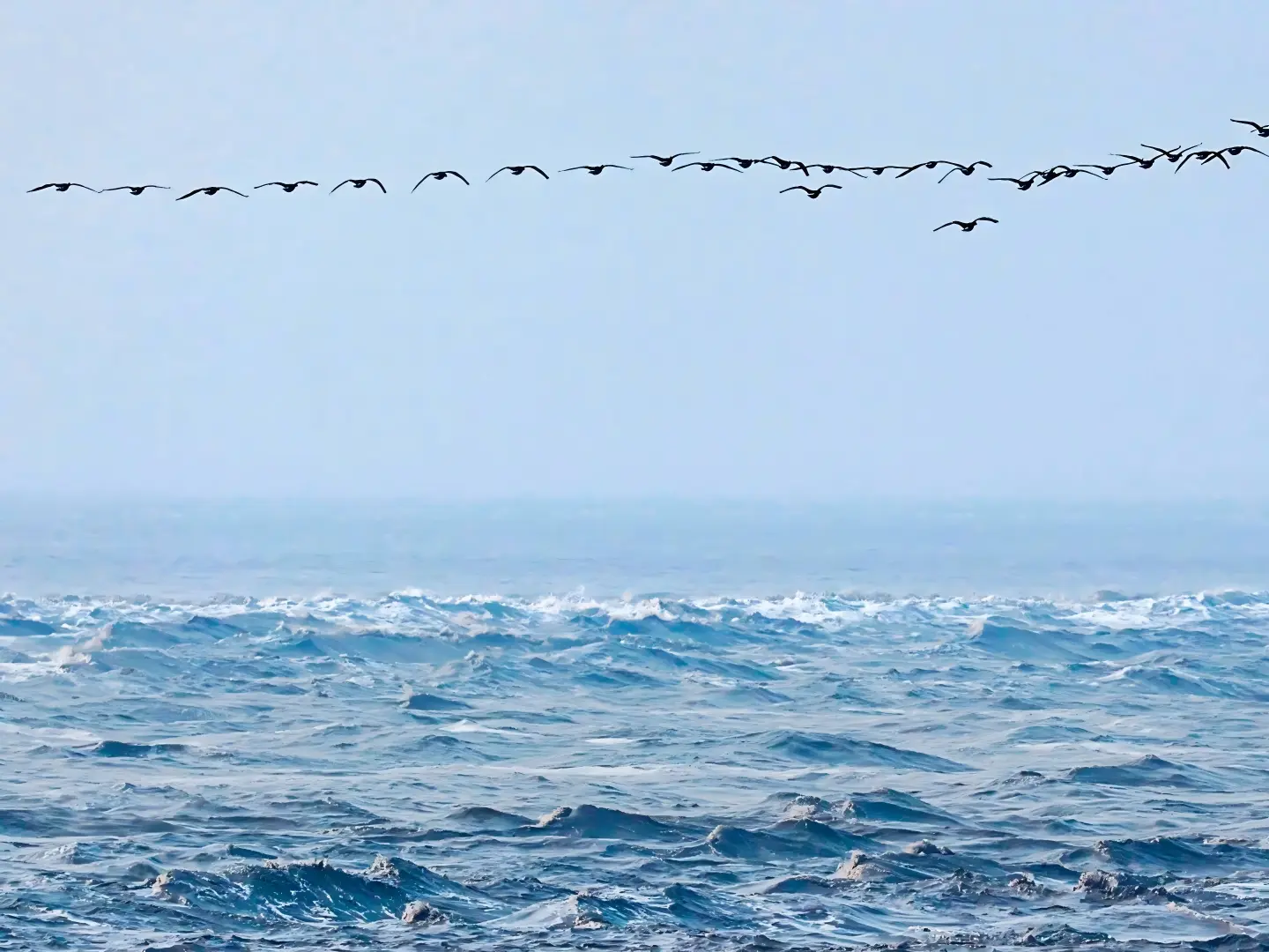 Qiantang River Tidal Waves With Migratory Birds