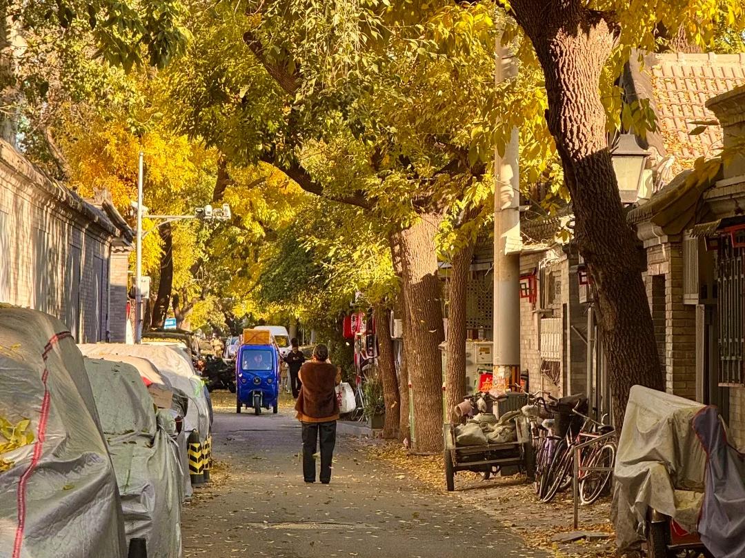 Beijing's hutongs are dyed golden by the leaves in autumn.