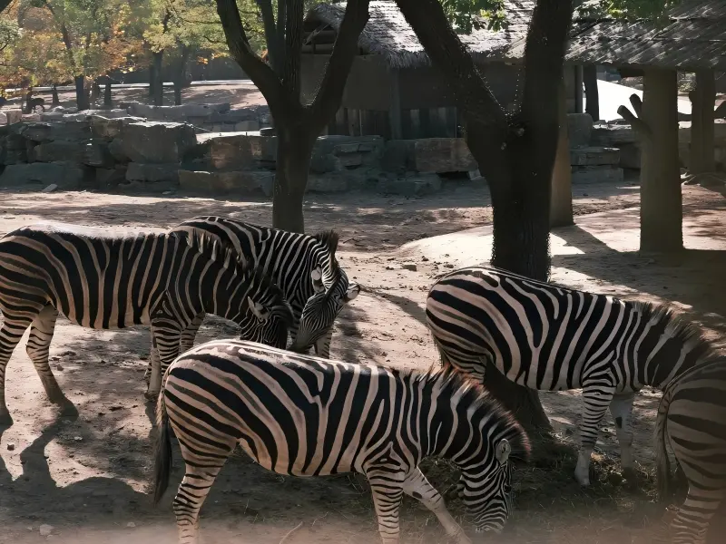 Zebras at Shanghai Wild Animal Park