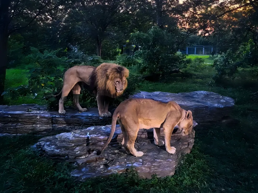 Lions in Shanghai Wild Animal Park