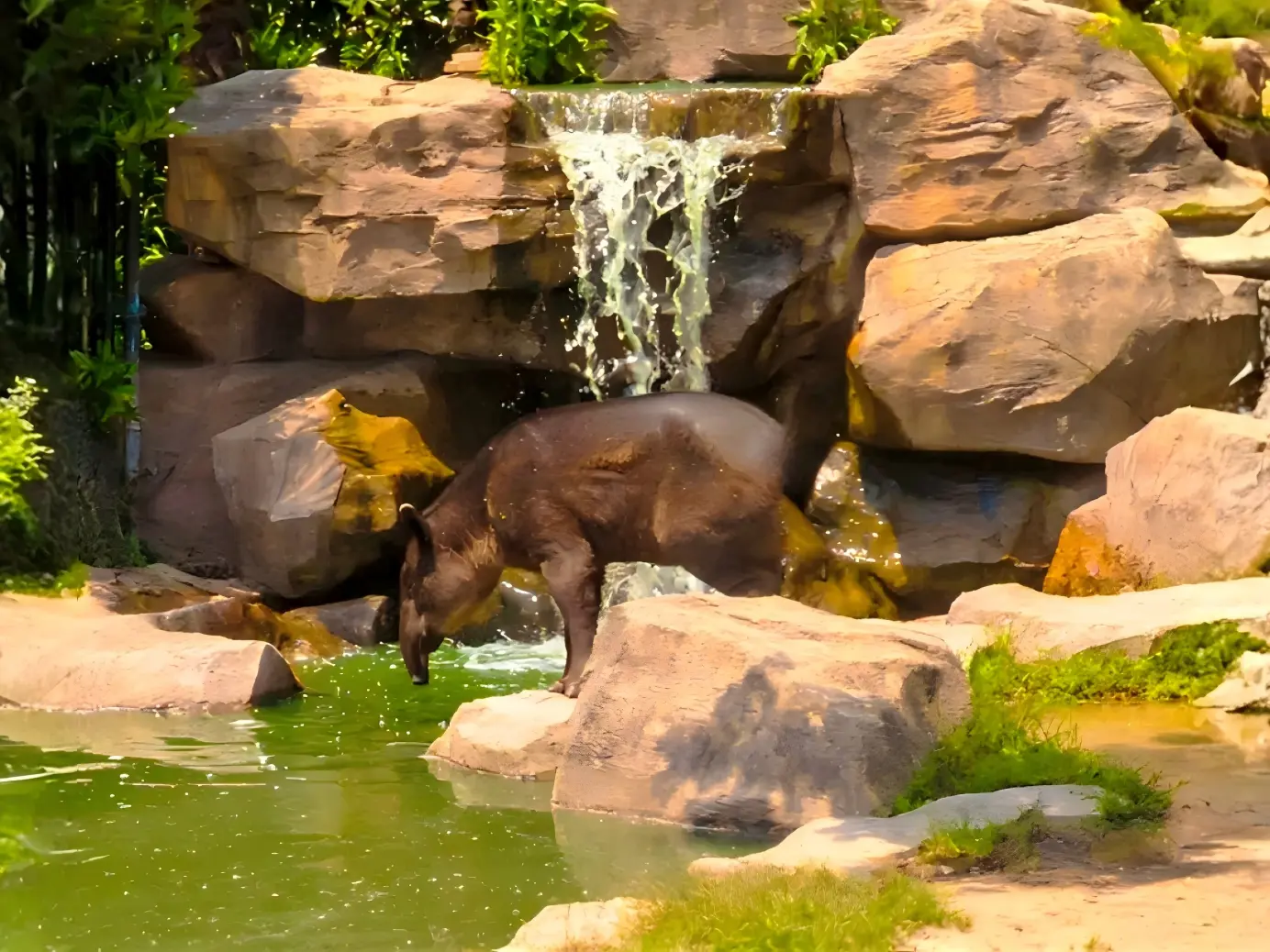 Tapir by Waterfall in Zoo Enclosure