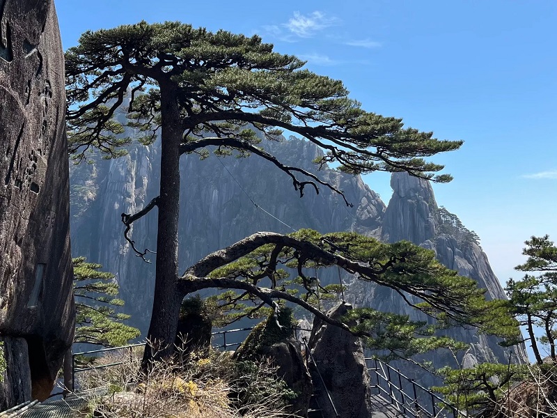 Huangshan Yingke Guest?Greeting Pine