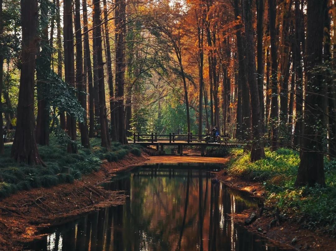 Taiziwan Park Autumn Forest Scenery