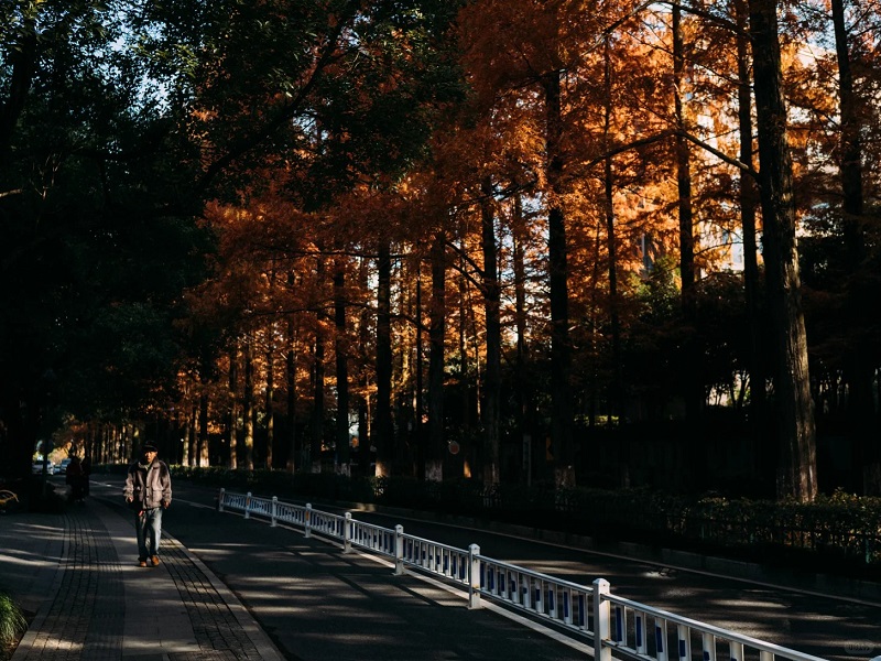 Fall Scenery on Yangmeishan Road Hangzhou