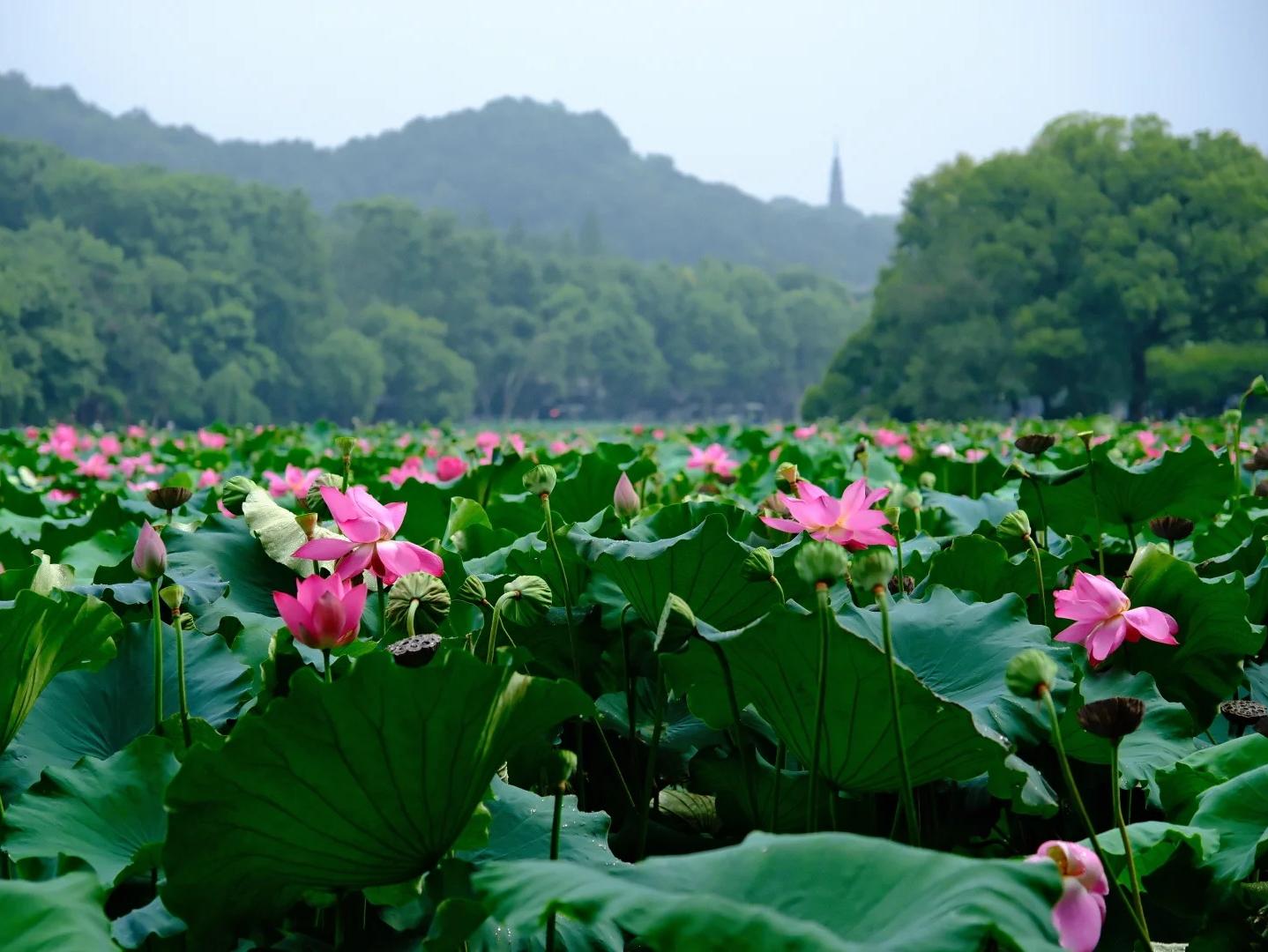 Summer Lotus Flowers at West Lake with Baochu Pagoda