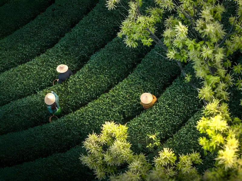 Farmers Picking Tea on Terraced Longjing Plantation