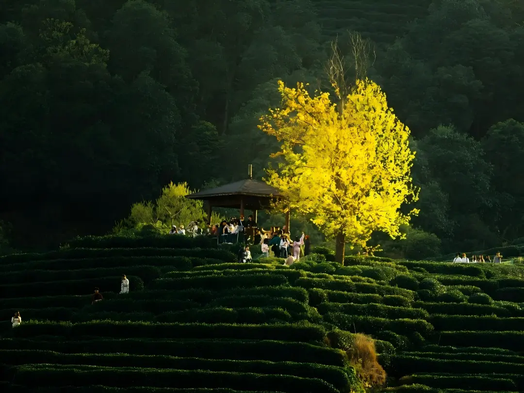 Terraced Tea Plantation with Golden Ginkgo in Hangzhou