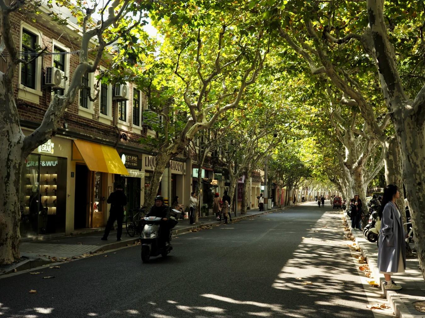 Wukang Road Street Scene with Plane Trees