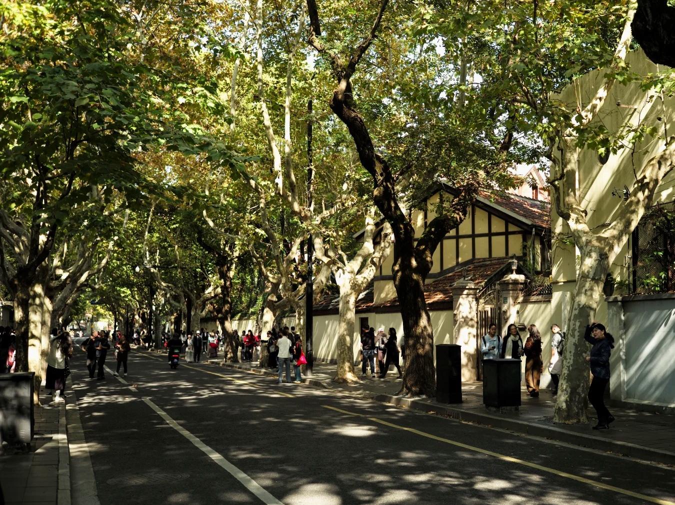 Plane?Tree?Lined Historic Street, Shanghai Former French Concession