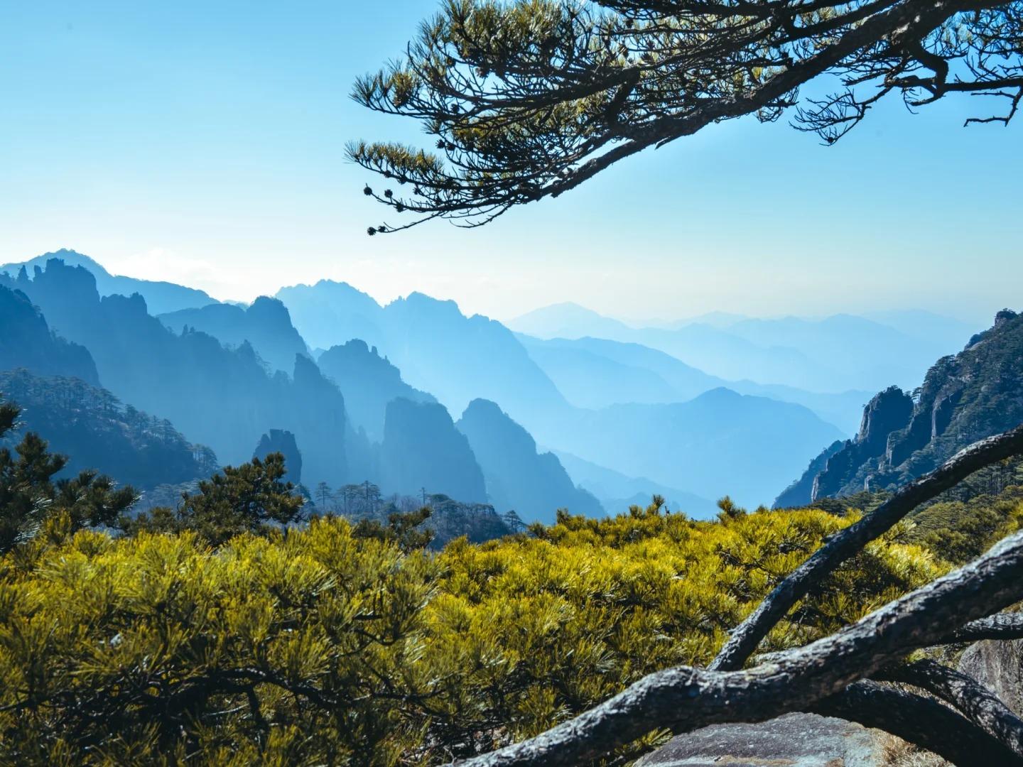 Mist?layered mountain scenery with Huangshan pine trees
