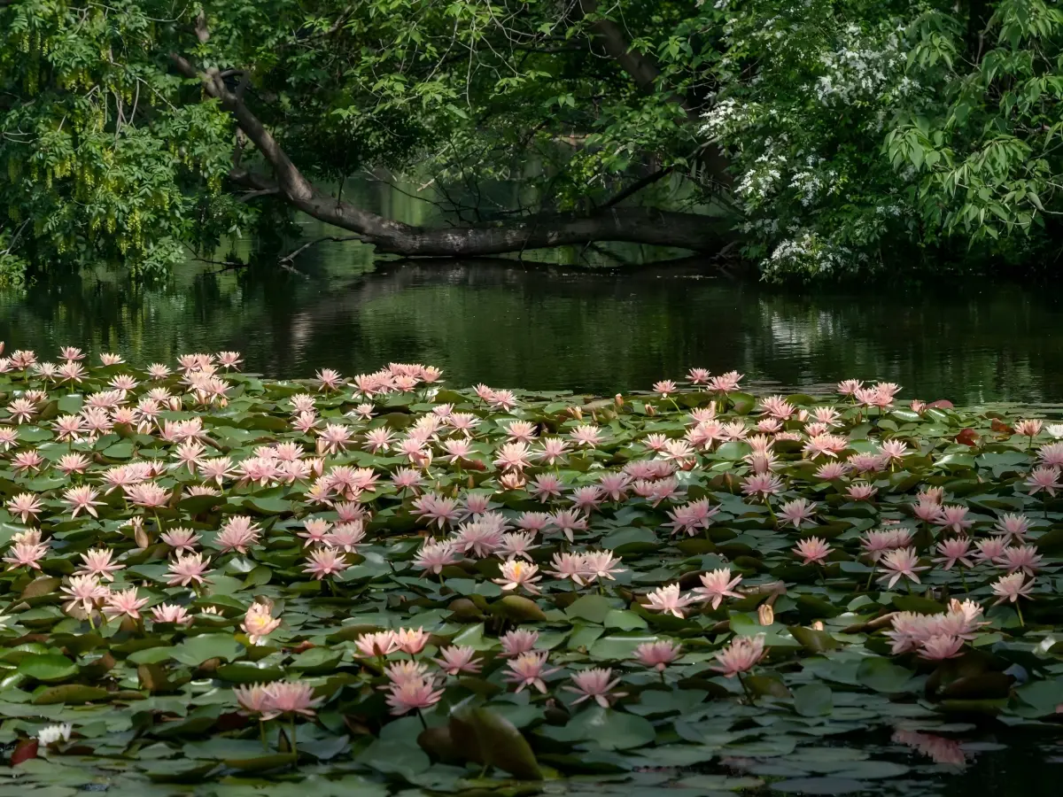 Water Lilies at China National Tea Museum Pond Water Lilies at China National Tea Museum Pond
