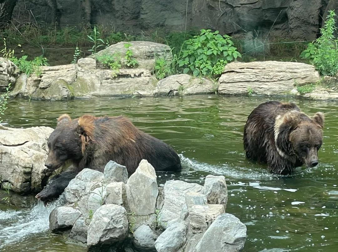 Two Brown Bears Swimming at Beijing Zoo