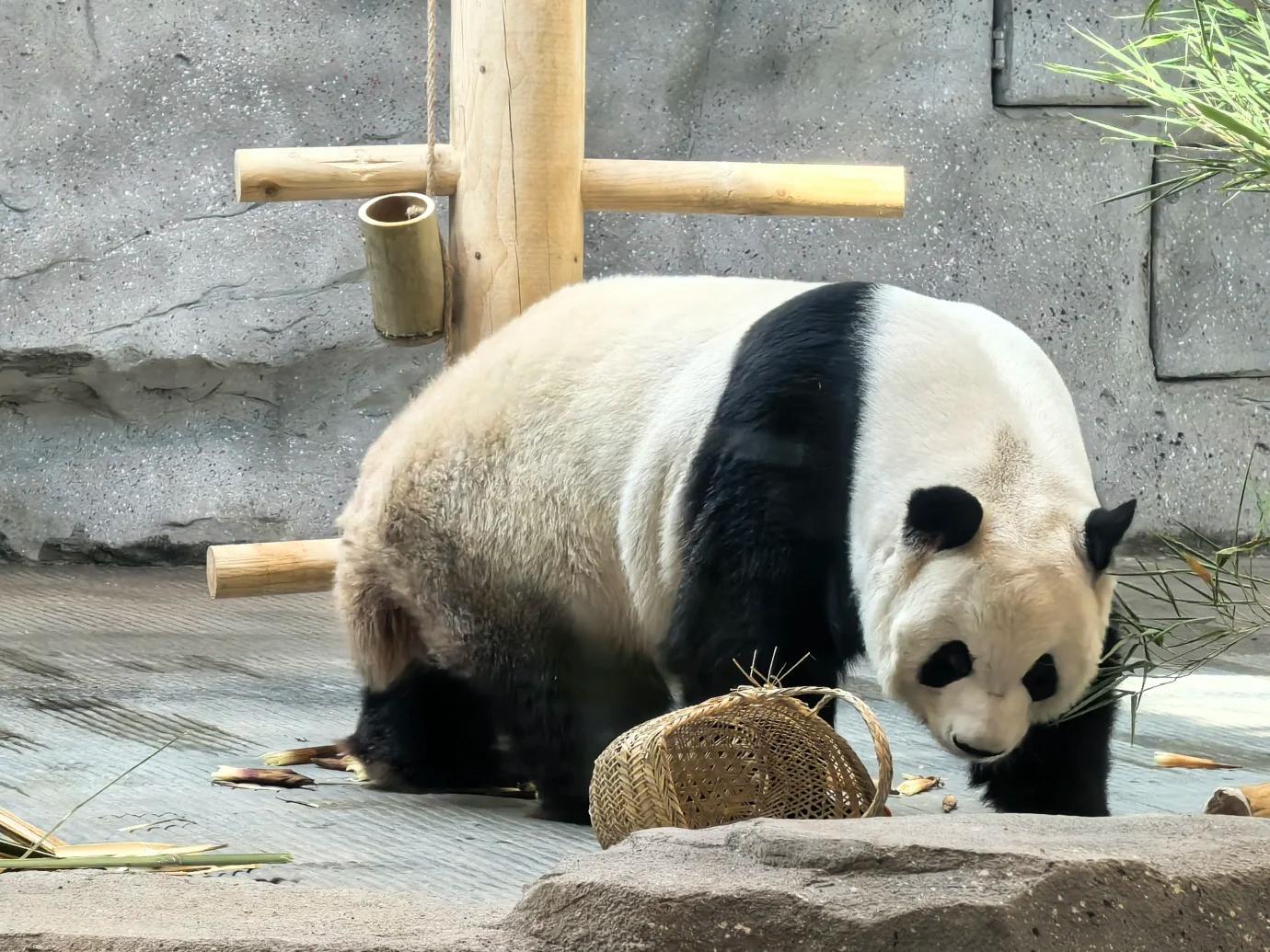 Giant panda with enrichment basket in zoo habitat