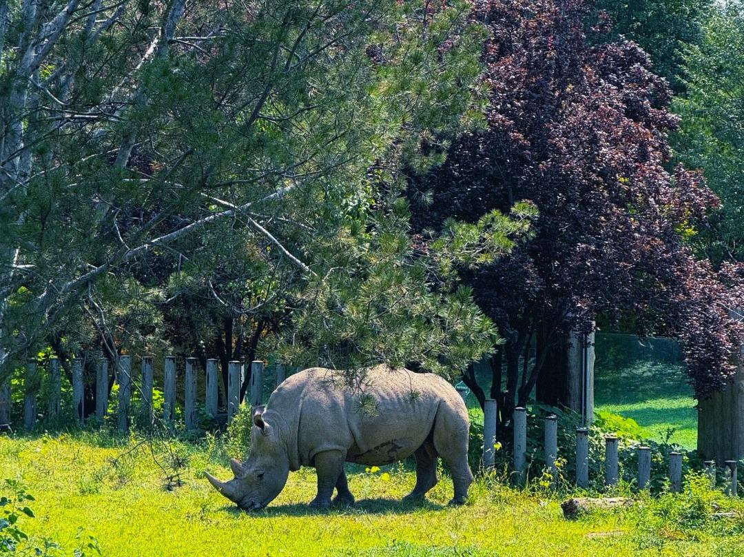 White rhino feeding on grass in zoo habitat