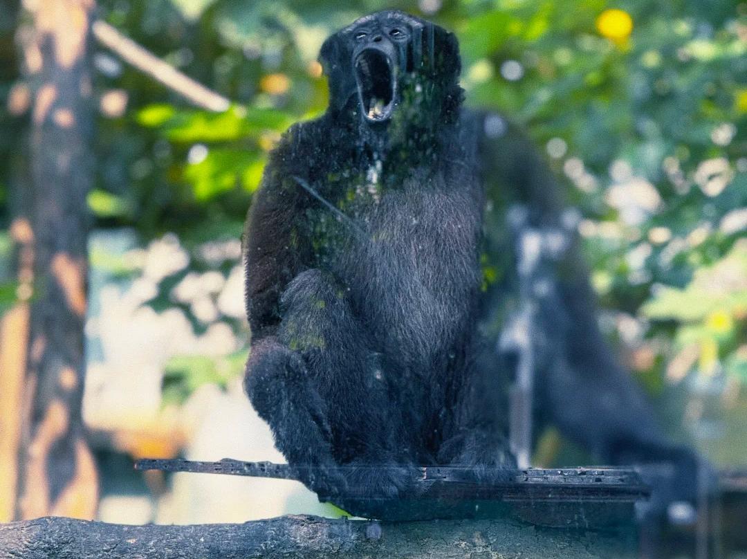 Black gibbon vocalizing on tree branch