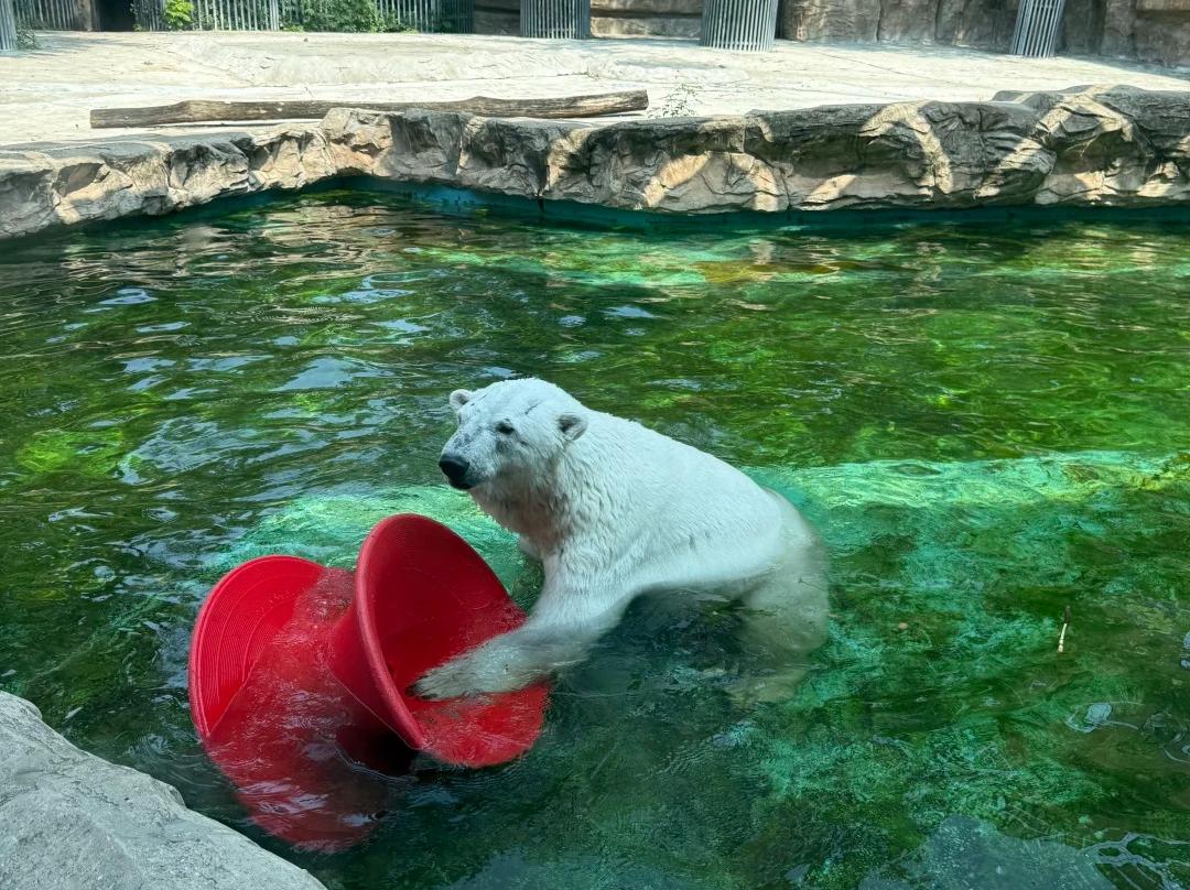 Polar bear playing with toy in zoo pool