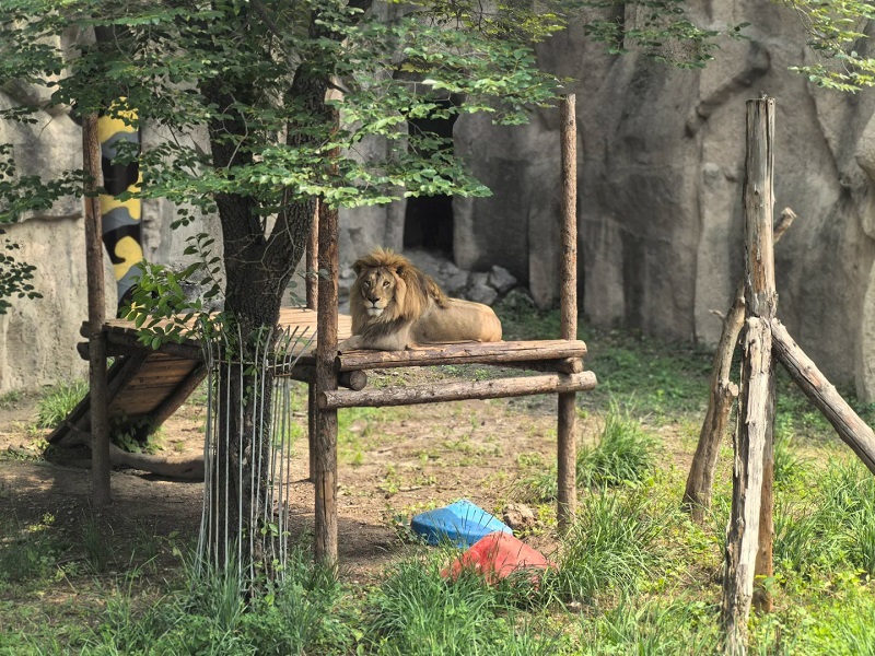 Lion resting on wooden platform in zoo exhibit