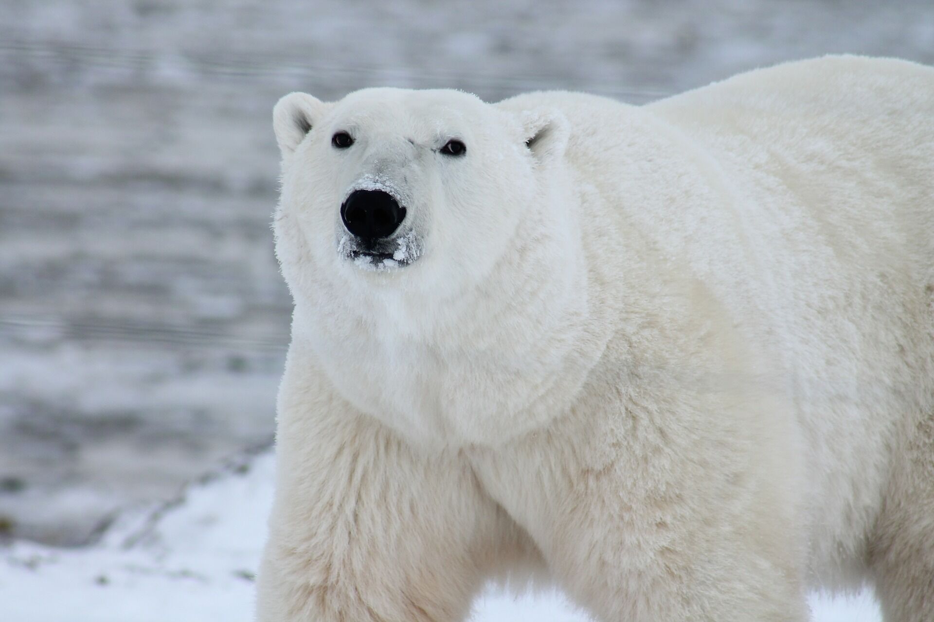 polar-bear-gcc2c266ec_1920